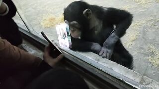 The Orangutan wanted to see the baby ❤️ Funniest Monkey Videos