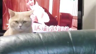 The cat which is jealous, and disturbs