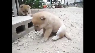 Let's not add sleep; the baby of the dog