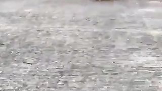 The small dog which runs after it