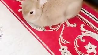 The rabbit which is surprised to fall down by oneself