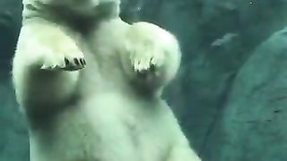 The polar bear which swims