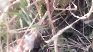 Animal loverS 2