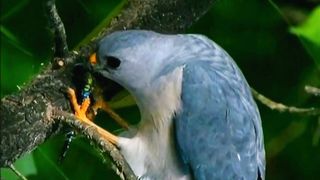 Most Beautiful Birds 29 | Shorts Video | Febspot