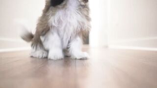 puppy play on sofa