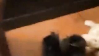 Funny Cats Video part 1