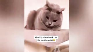 Best Of 2020 Top Funny Pet Videos TRY NOT TO LAUGH