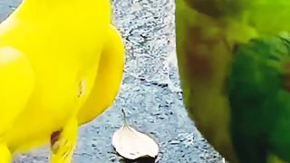 beautiful parrots video