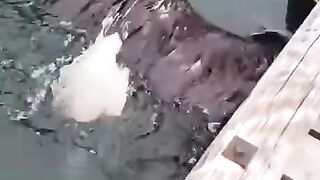 Shaheen 4
