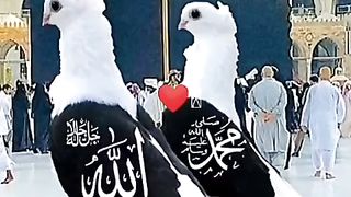 Allah Ho Di Hon Awazan  4k Beautiful Birds and Nature #birds #naat #allah