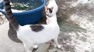 Cute Baby Cats - Cute and Funny Cat Videos Compilation 2023