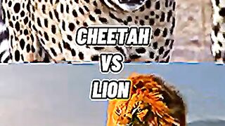young cheetah vs. lion