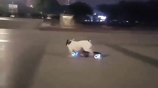 Funny dog 42