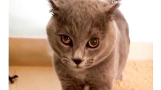 Cute cat 79