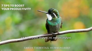 Small BIRDS 8K ULTRA HD with Names and Sounds