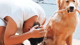 When no works, the dog works.
