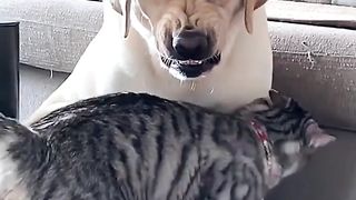 Cat and dog crazy moment videos compilation