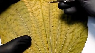 carving on dry leaves