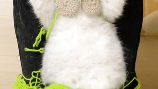 Beautiful Cat 4