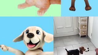 Funny Dancing Dogs#