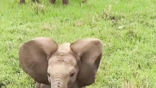 Baby Elephant