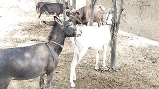 Donkey mating season