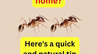 How to Get Rid Of Ants Quickly?