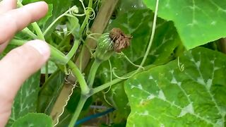 Plant Pumpkins in Your Garden DIY