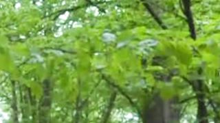 Beautiful nature 98