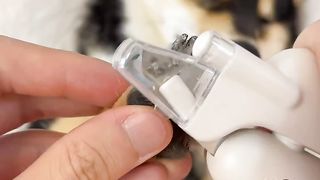CUTTING CUTE DOG's NAILS