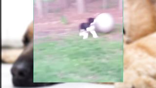 Try Not To Laugh Challenge - Funny Cat & Dog Vines compilation 2023 8