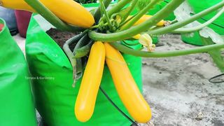 Which vegetable to plant in September