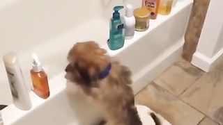 Funny | Dog Was a Cat in Another Life: Canine Confusion | FunFM