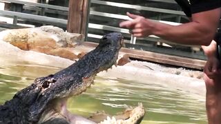 Crocodile speak