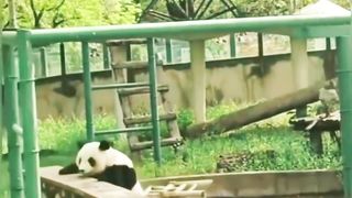 Panda game