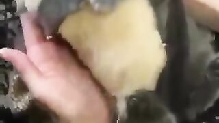 Cuttest cat and dogs you never seen before