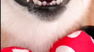 Funny dog and cat videos 2023