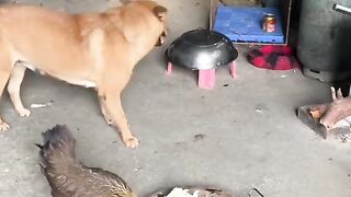 You can't have any more dog food.
