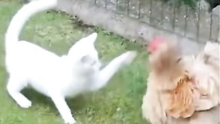 Hooligan cat
