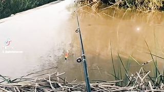 http://Fish.48c7e226132e228aaa3799b064025b8dmp4