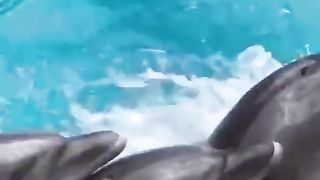 Dolphins perform lambada