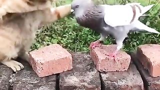 Cat FIGHT with  kaboter