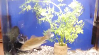A type of fish that eats each other if it is hungry