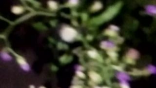 Animal lovere 3