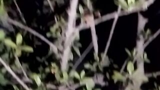 Animal lovers