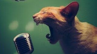 karaoke cat