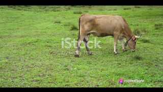 The Zebu Cattle_ India's 5000-Year-Old L 2023-09-09.