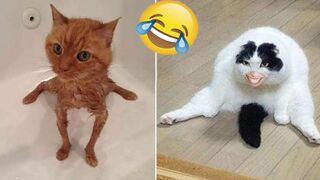 Funny animal videos 2023 - Funny cats/dogs - Funny animals