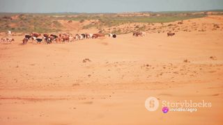 Heat Masters_ The Zebu Cattle's Adaptabi