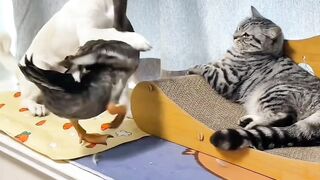 Cat and dog funny an Crazy videos